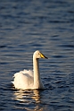 Whooper swan